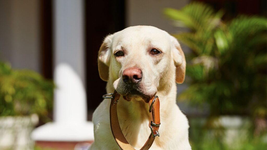 chien anxieux attendant la balade