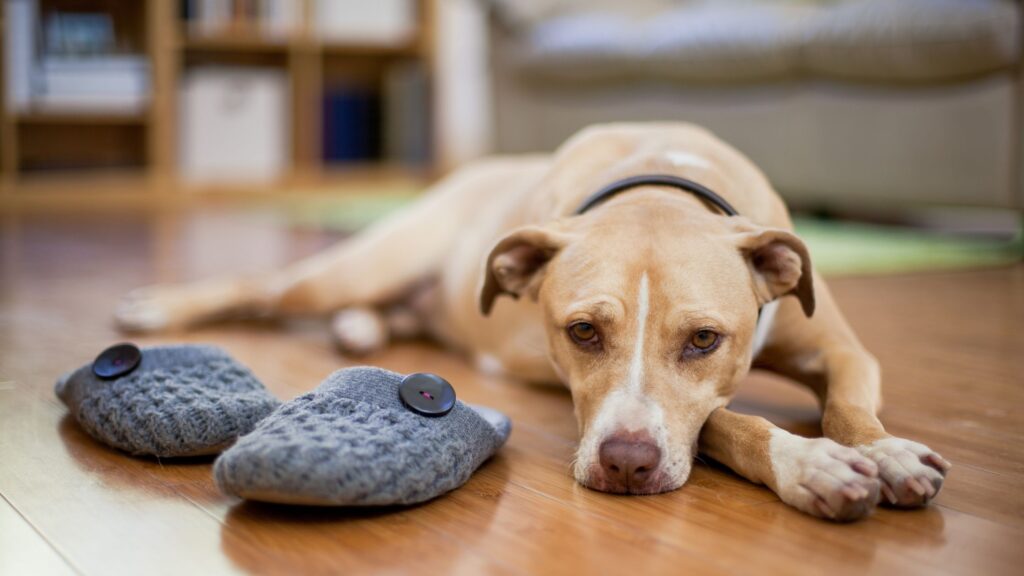 chien fatigué après une proprioception pour chien