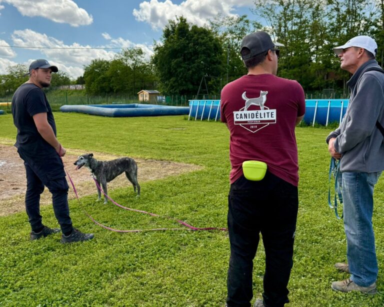 cours collectif canin