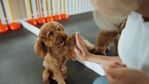 chien qui tape dans la main de son humain : synonyme d'une entente harmonieuse