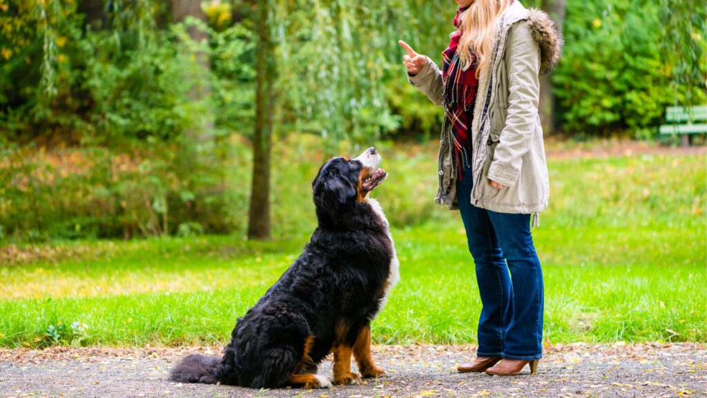 chien qui attend, assis, les consignes de son propriétaire