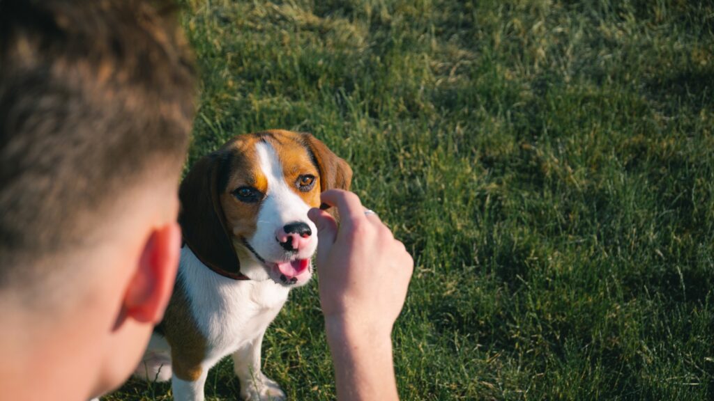 chien qui attend sa récompense