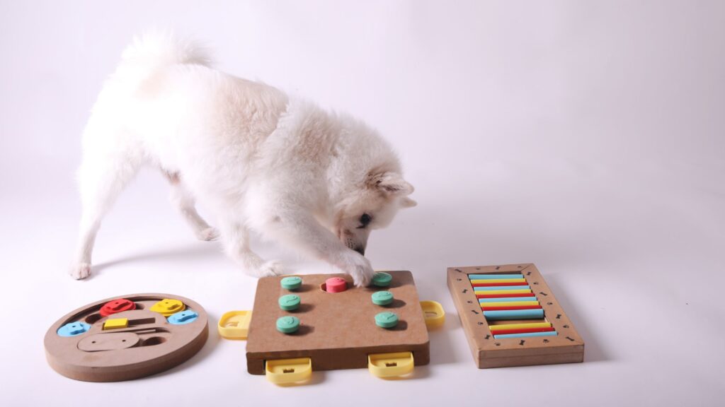 dépenser son chien mentallement