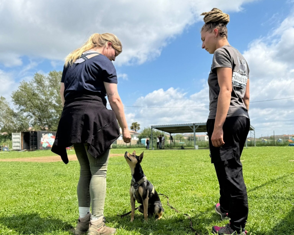 mise ne pratique de la formation d'éducateur canin de Canidélite