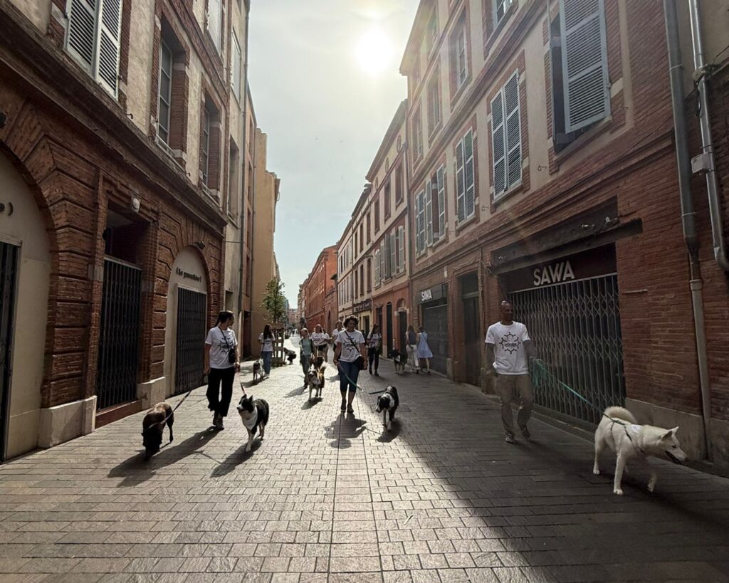 Balade éducative canine dans les rues de Toulouse