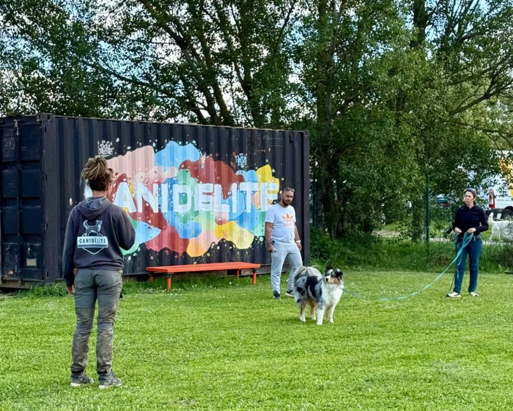 cours d'éducation canine collectif en centre canidelite