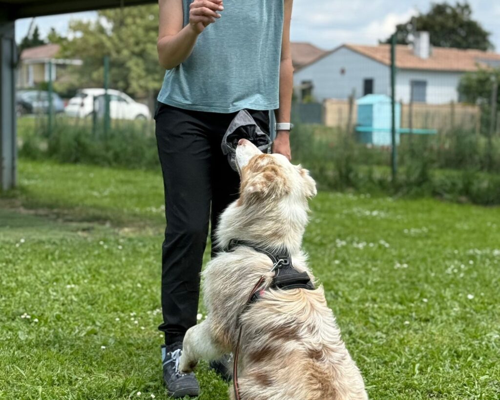 cours d'éducation canine individuel en centre canidelite