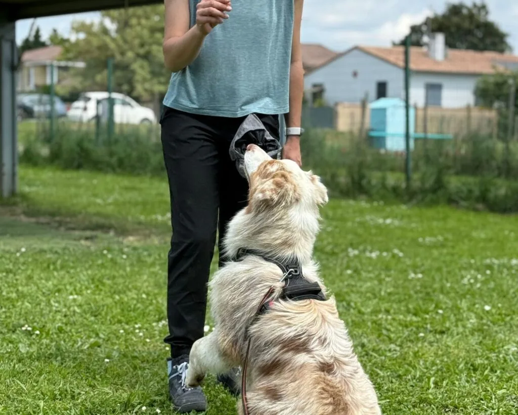 cours d'éducation canine individuel en centre canidelite