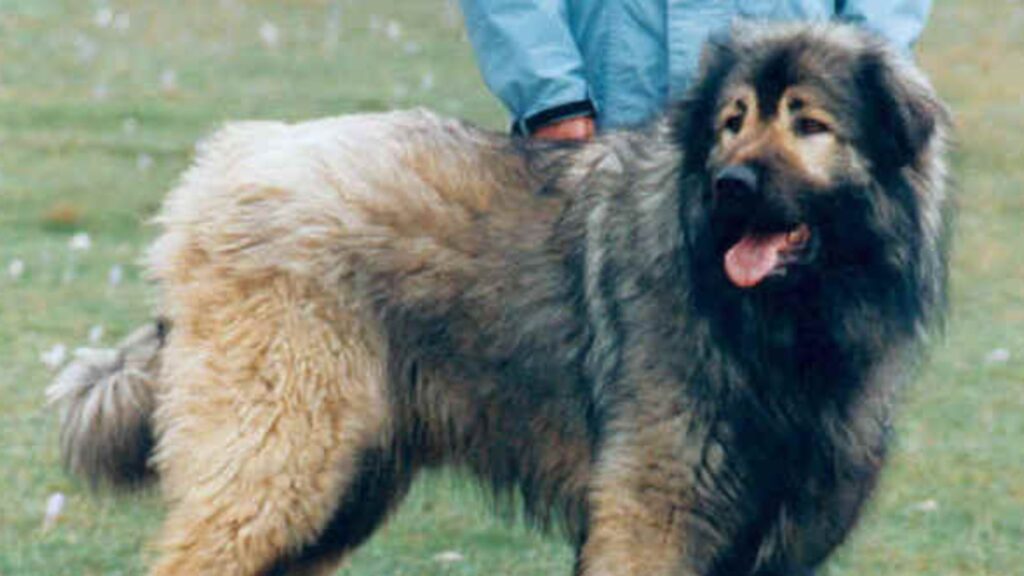 Molosse des balkans : Race de chien rare
