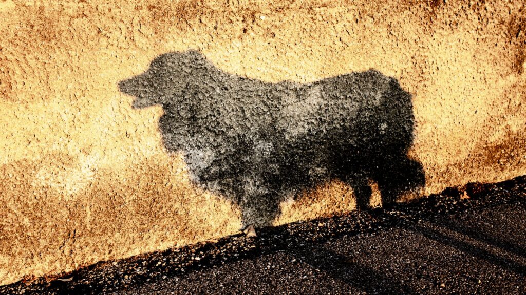 Ombre de race de chien rare