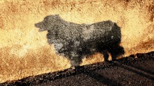 Ombre de race de chien rare