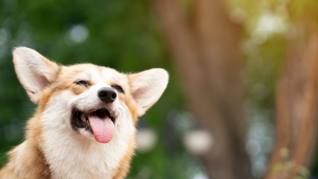 chien qui tire la langue,