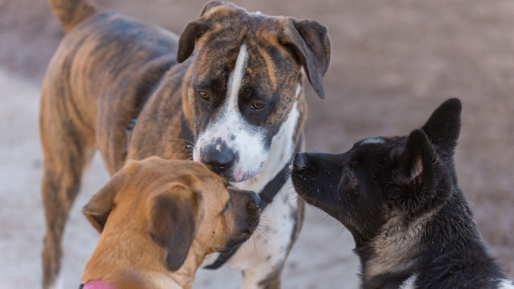 socialisation de 3 chiens de différentes tailles