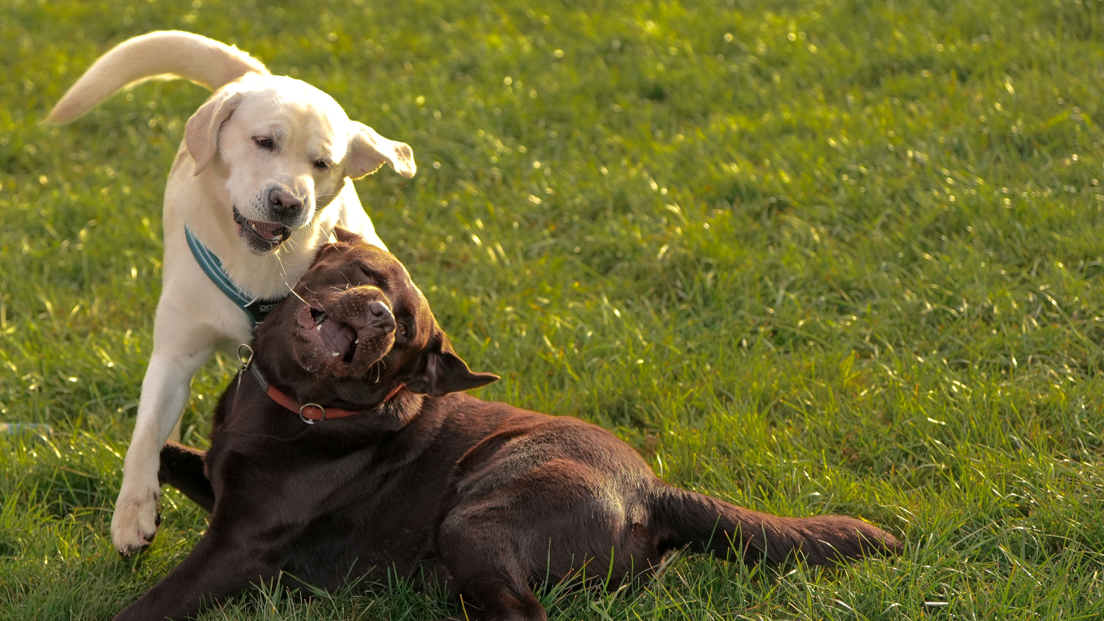 Socialisation de chiot par le jeu