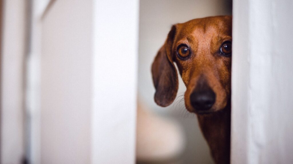 chien peureux deerière une porte
