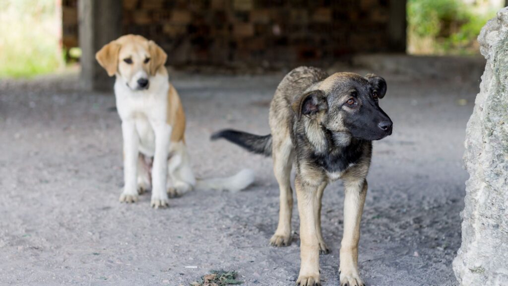 deux chiens apeurés et intérrogatif