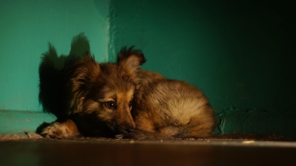 chiots apeuré qui se tient en boule