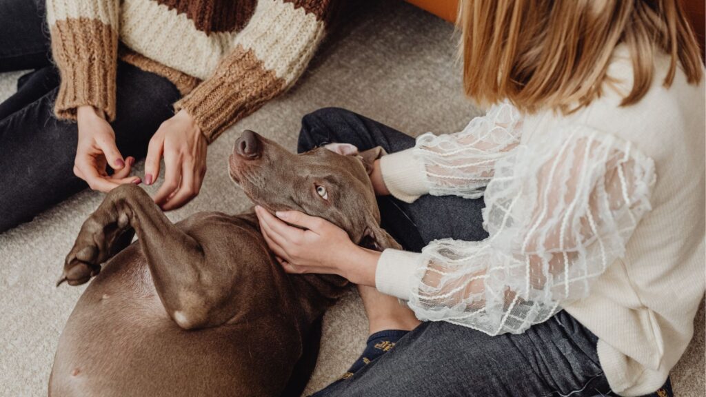 chien qui se laisse caresser