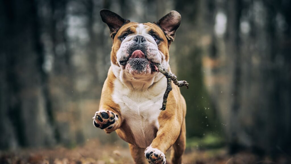 bulldog qui joue de manière autonome