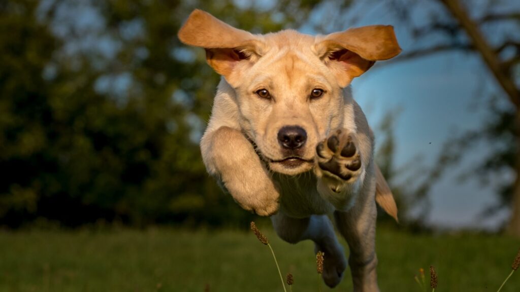 chien qui courre en autonomie