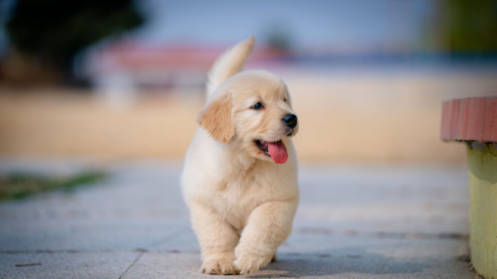 petit chiot qui se balade de manière autonome