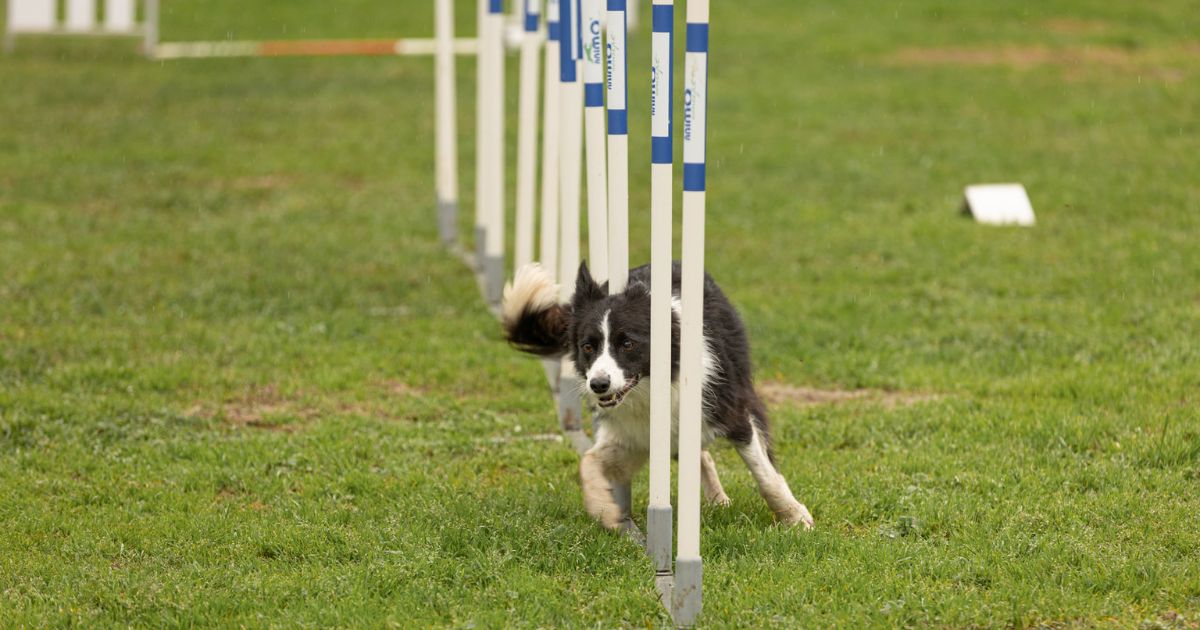Chien qui pratique l'agility : le slalom 2