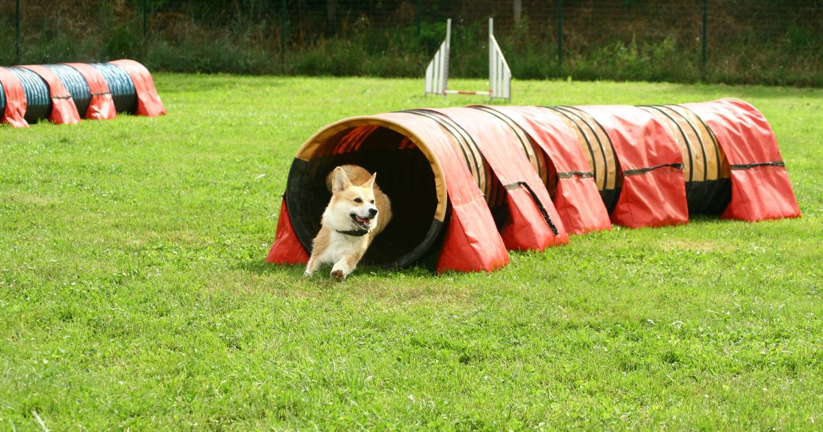 Chien qui pratique l'agility : le tunnel 2
