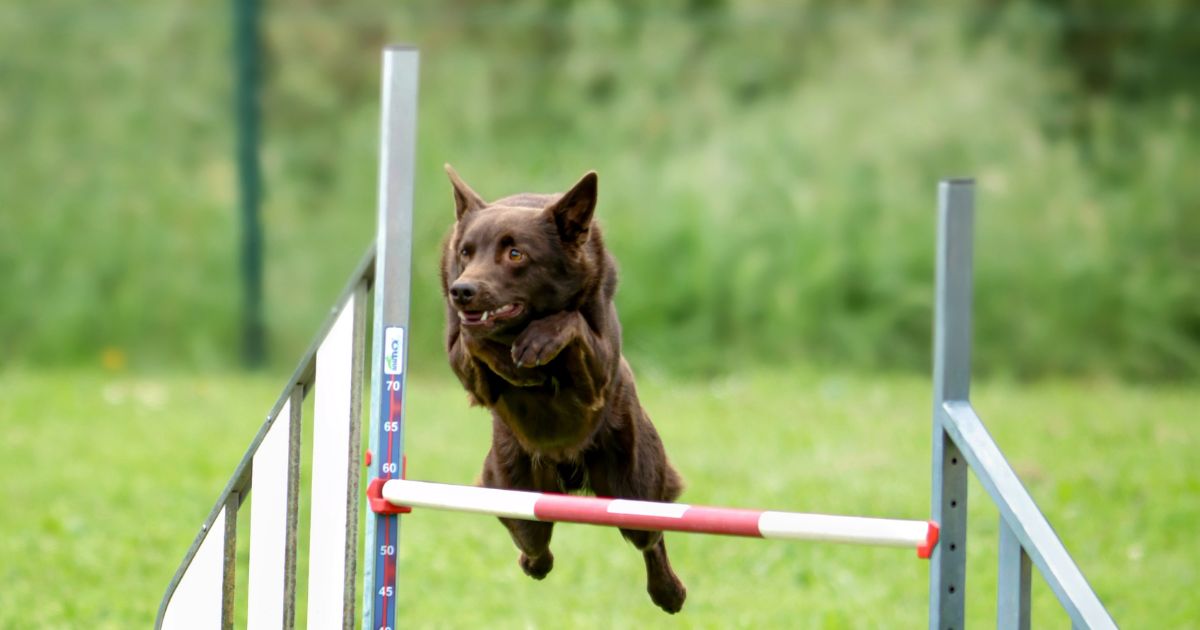 Chien qui pratique l'agility : le saut