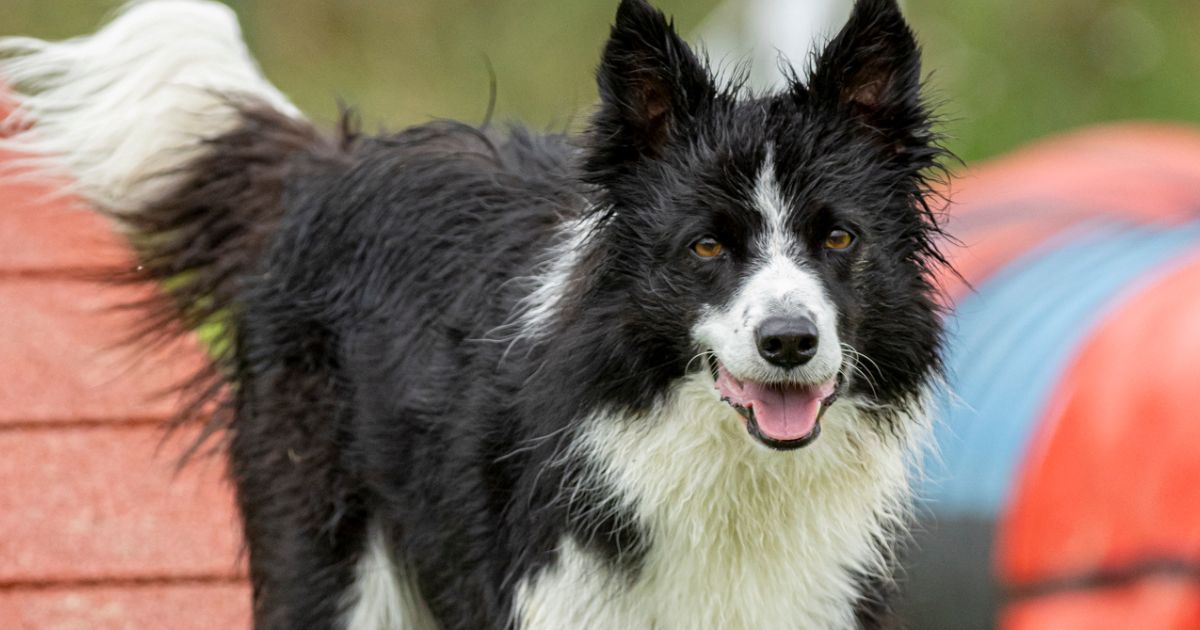 Chien qui pratique l'agility