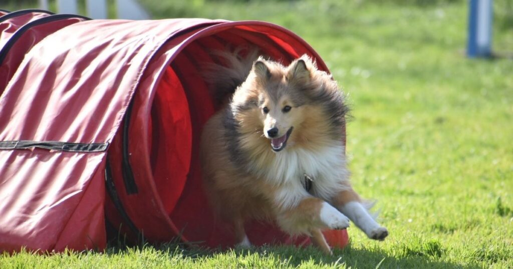 Chien qui pratique l'agility : le tunnel