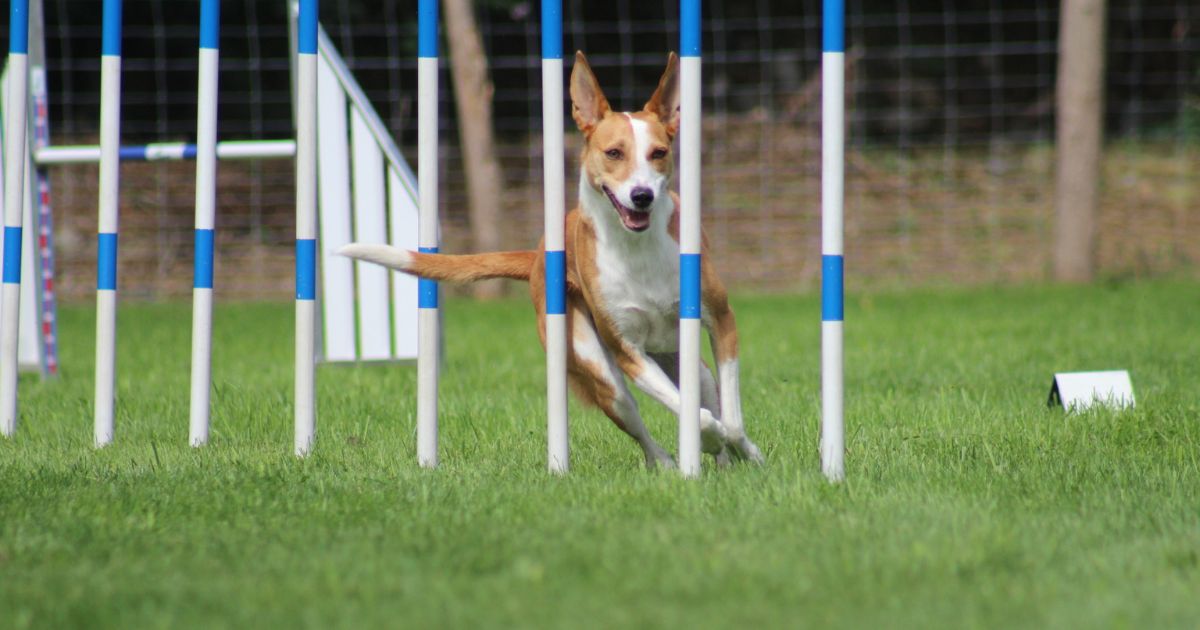 Chien qui pratique l'agility : le slalom