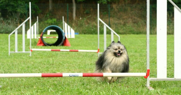 Chien qui pratique l'agility : le saut 2