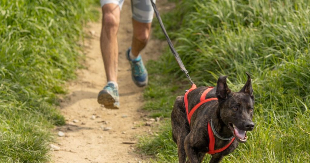 Canicross sur un sentier