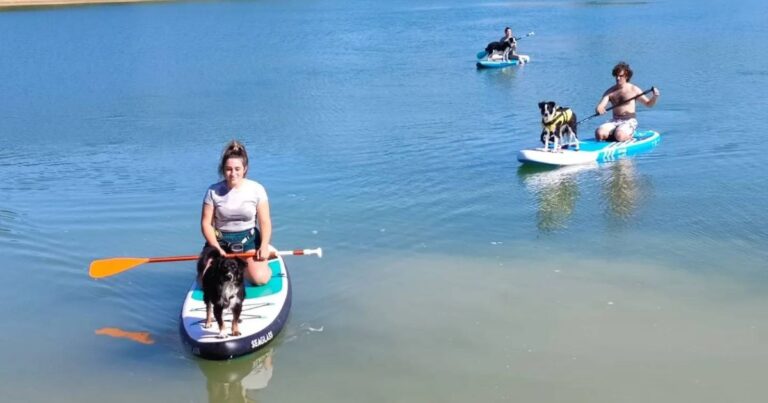 3 chiens avec leur maitre en Cani'paddle sur un lac