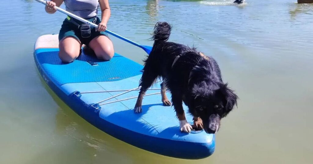 Chien en Cani'paddle sur un lac