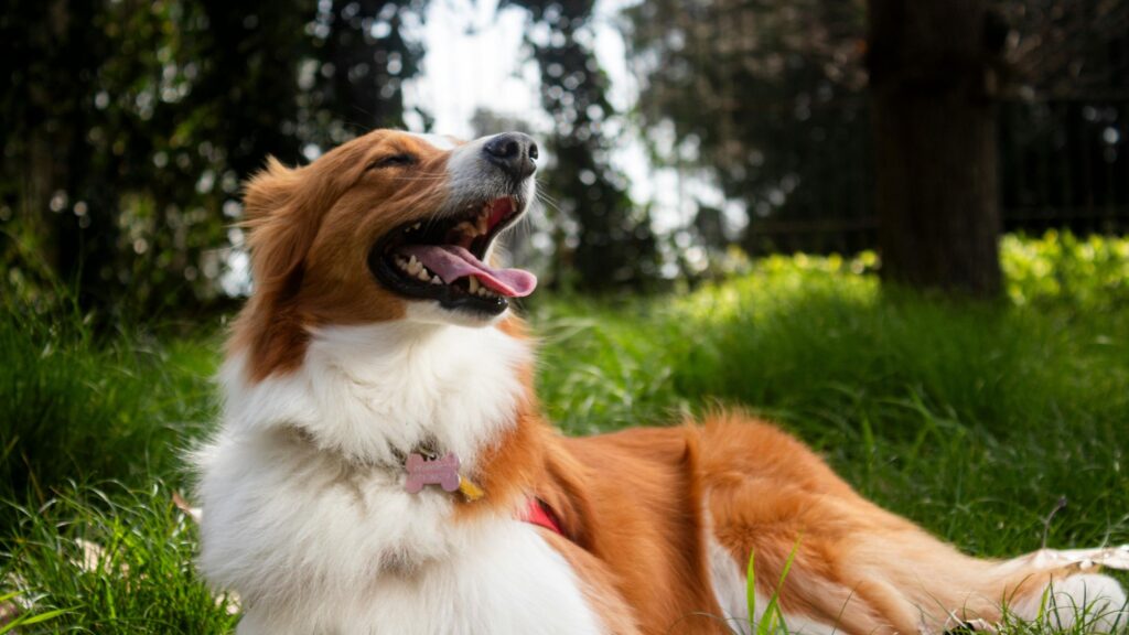 image d'illustration d'un chien épuisé dans l'herbe