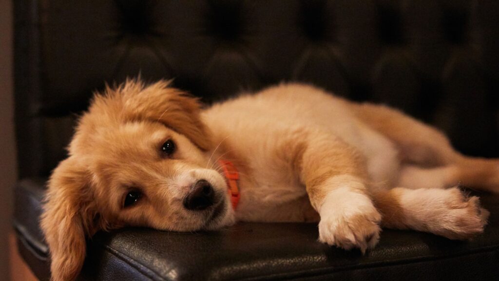 Image d'illustration d'un golden retriever chiot épuisé sur un canapé
