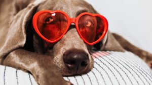 Image d'illustration d'un chien épuisé avec des lunettes en forme de coeur