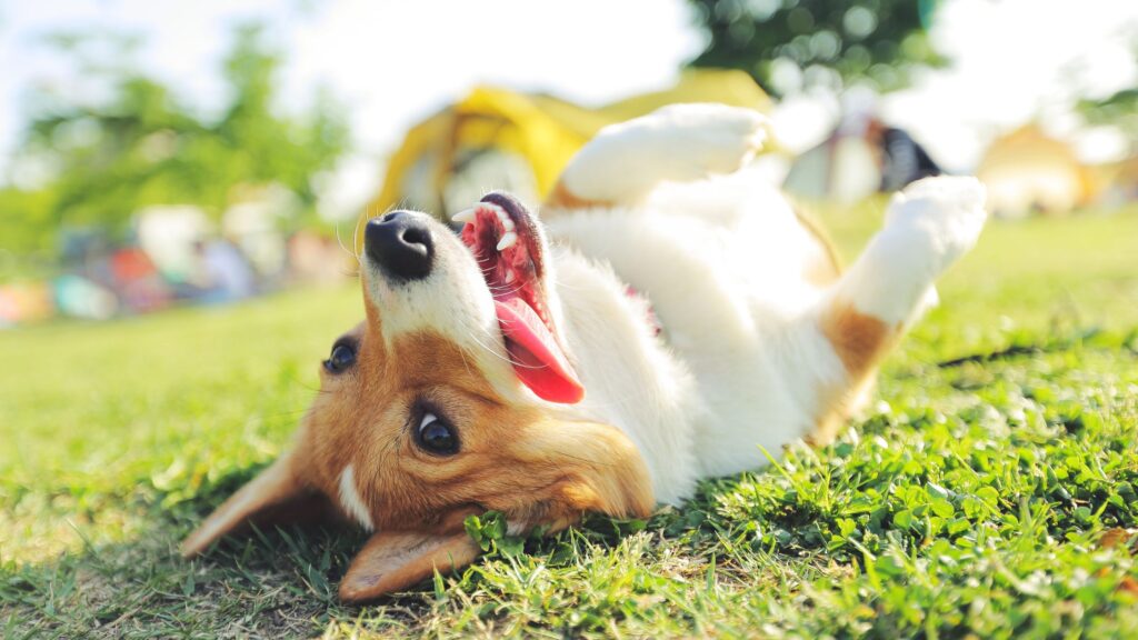 Image d'illustration d'un chien sur le dos étendu dans l'herbe