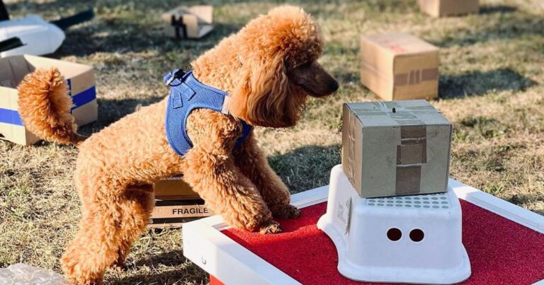 Entrainement au hunting games d'un caniche