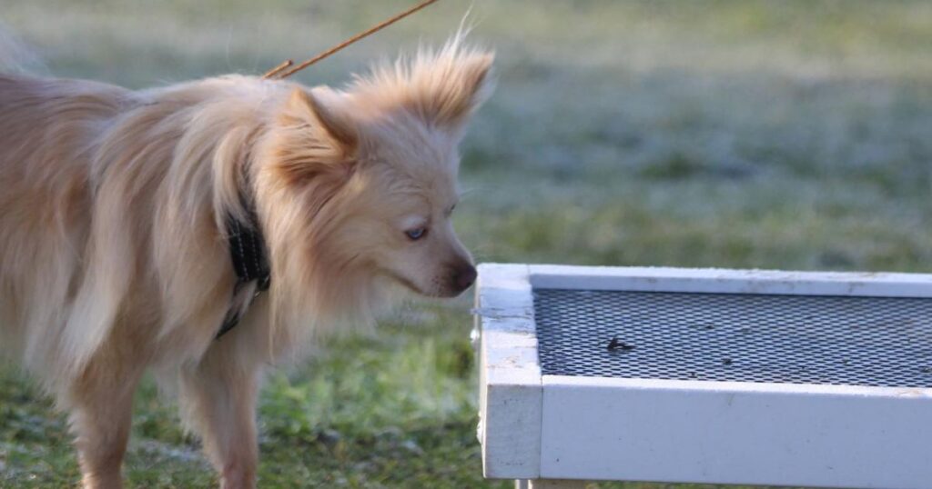 Entrainement au hunting games