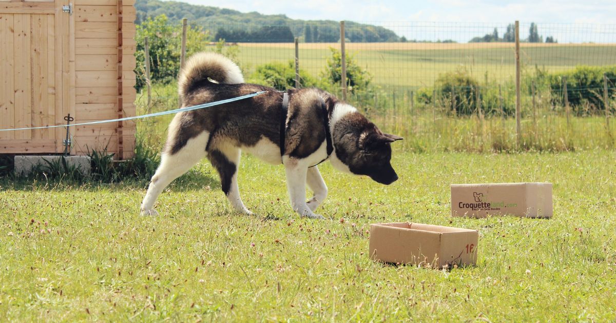 Entrainement au hunting games en extérieur