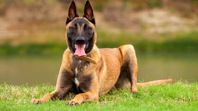 Image d'illustration d'un malinois tirant la langue