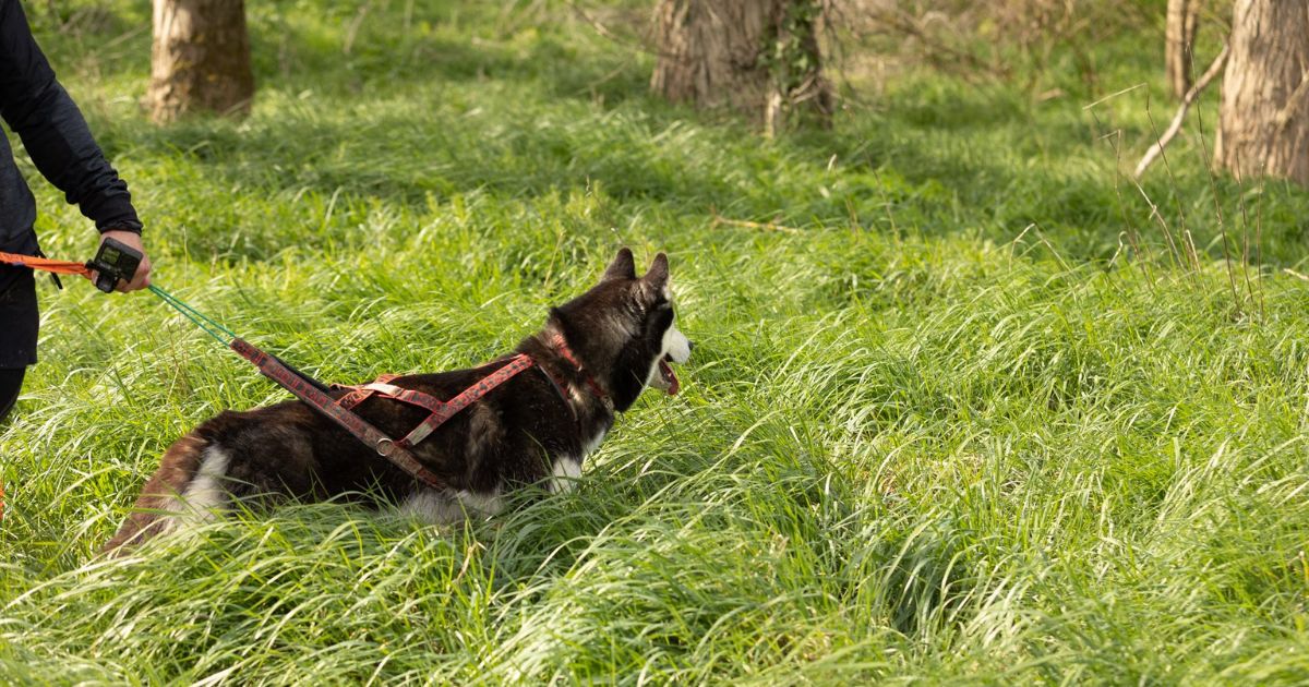 Chien qui pratique le mantrailing