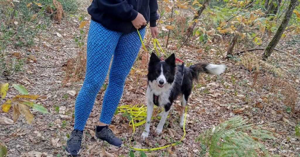 Chien qui pratique le mantrailing