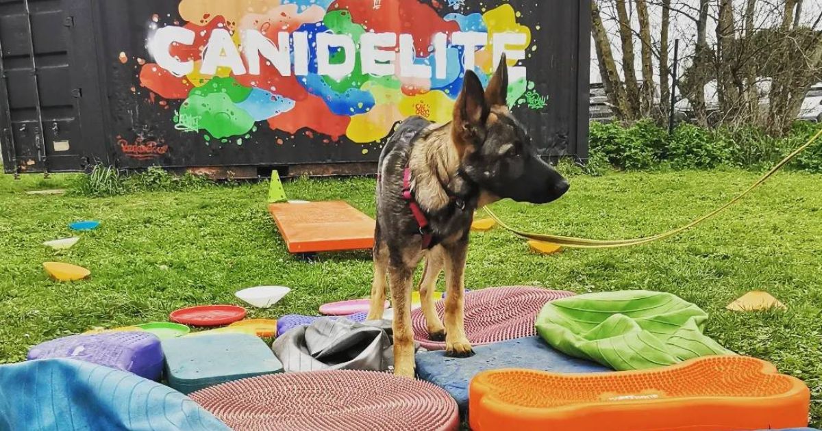 Malinois qui marche sur plusieurs coussins de proprioception