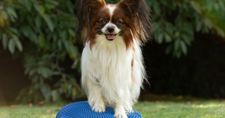 Petit chien qui marche sur coussin de proprioception