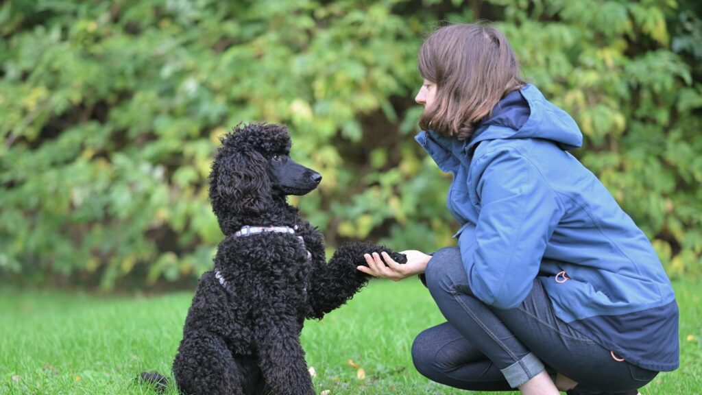 Image d'illustration d'un chien donnant la patte à son maitre