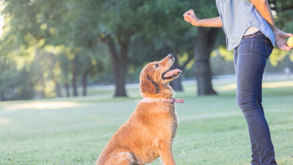 Image d'illustration d'un chien écoutant son mettre