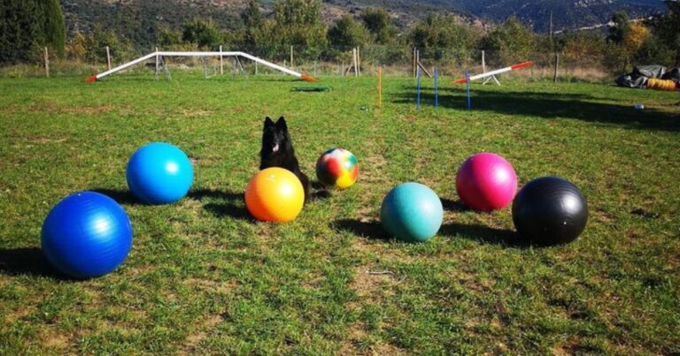 Chien avec plusieurs balles de treilball